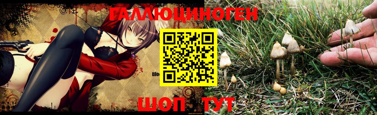 Псилоцибиновые грибы Psilocybe  Галлюциногенные грибы Psilocybe  Реж  Вход с VPN 